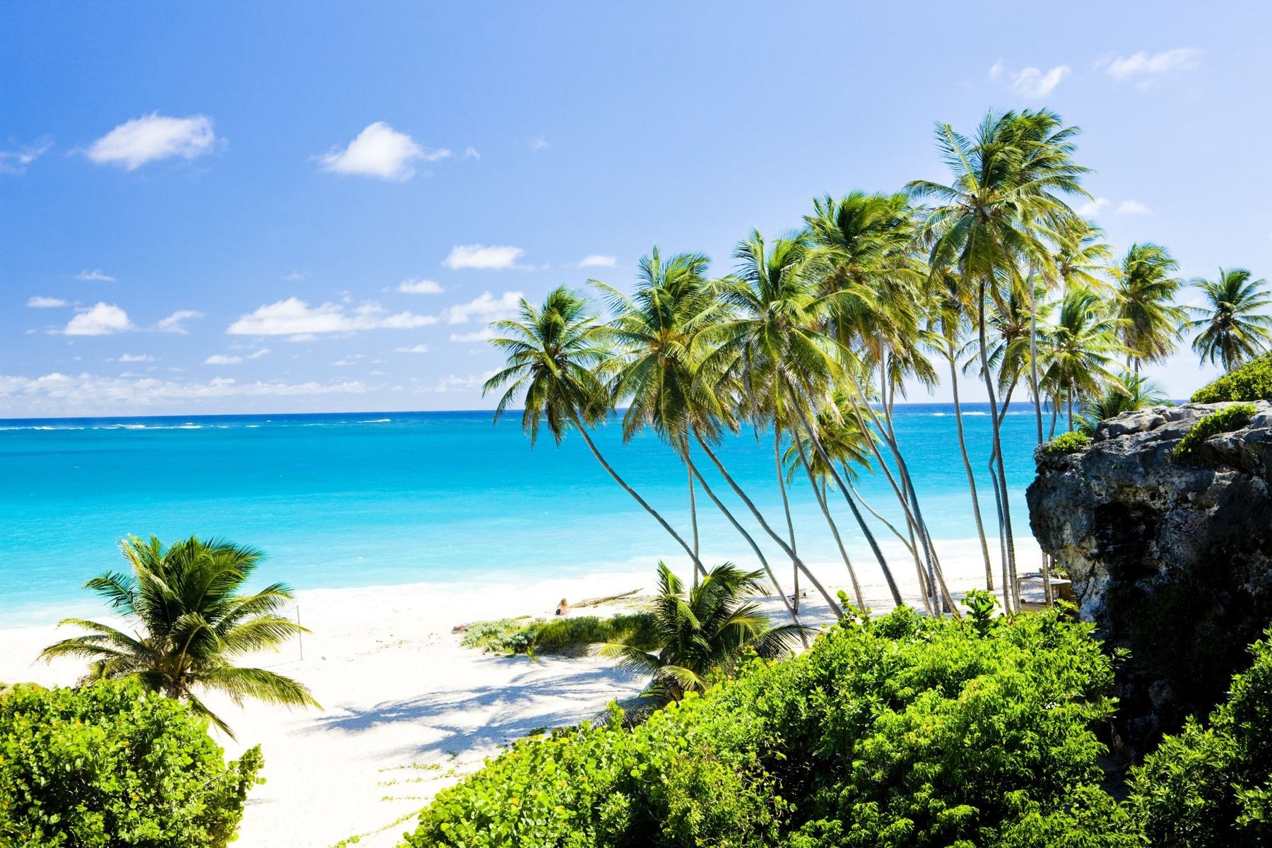 Cluster of tall coconut palms leaning over a white sand bay and turquoise water