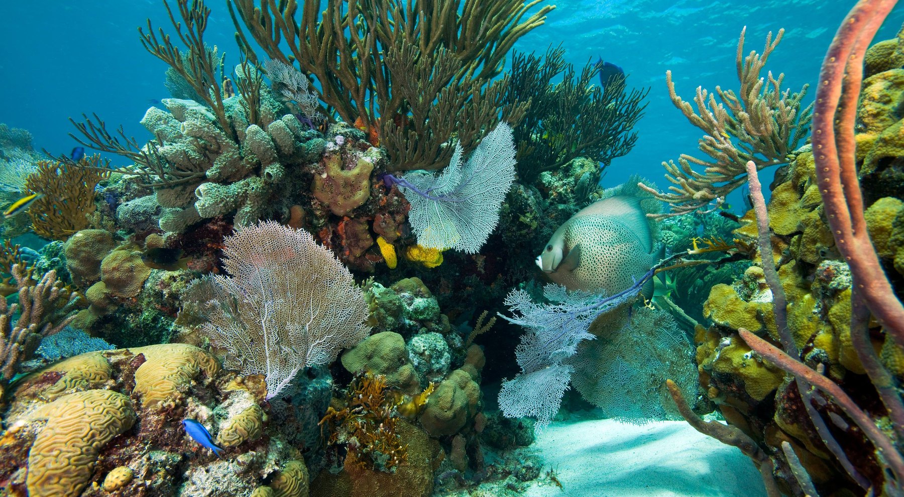 Coral reef with sea fans, sponges and a grey angelfish in clear blue water