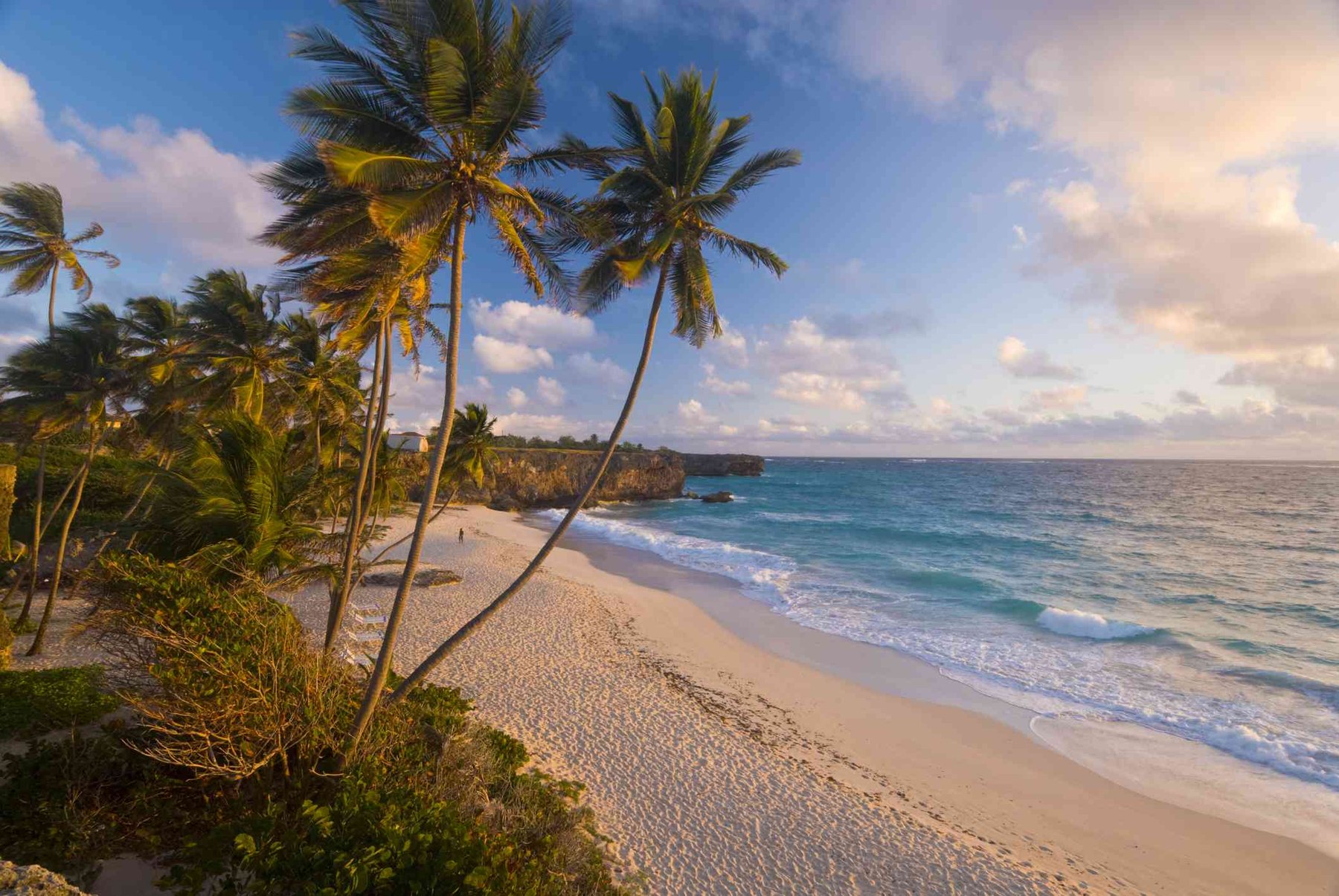 Coconut palms leaning over white sand beneath coral limestone cliffs on the Atlantic coast of Barbados