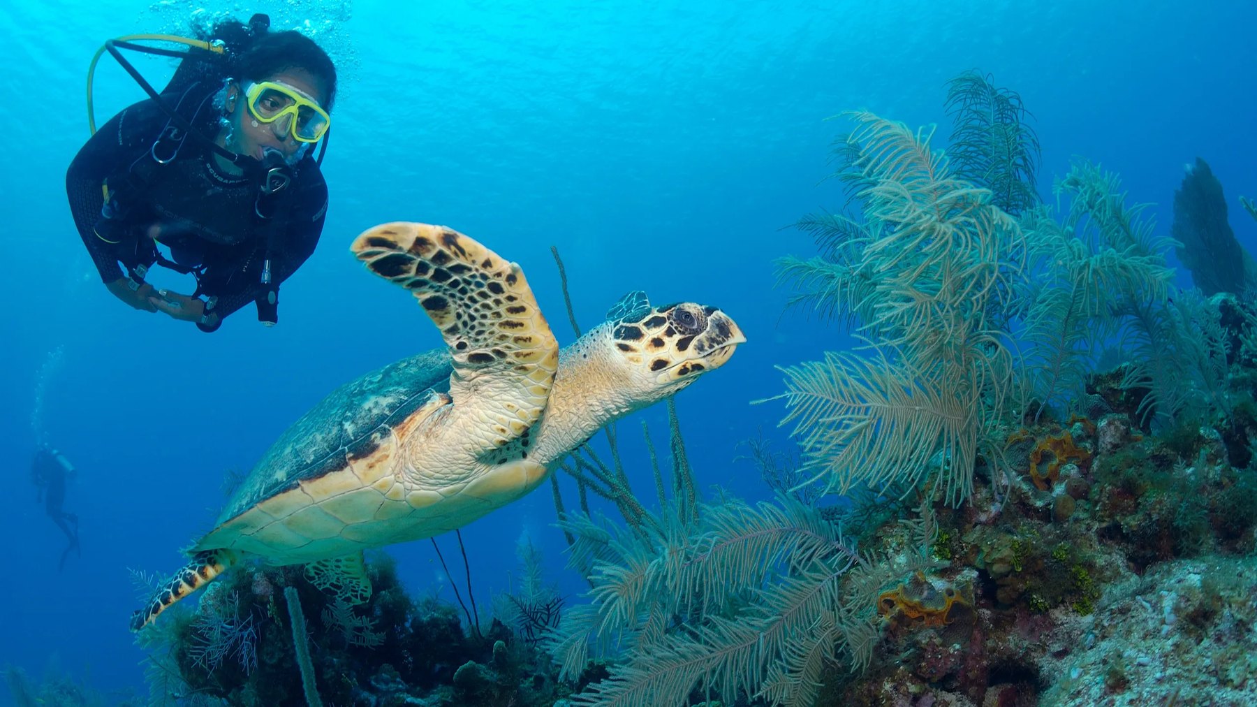 A hawksbill turtle swims over a coral reef as a scuba diver watches behind