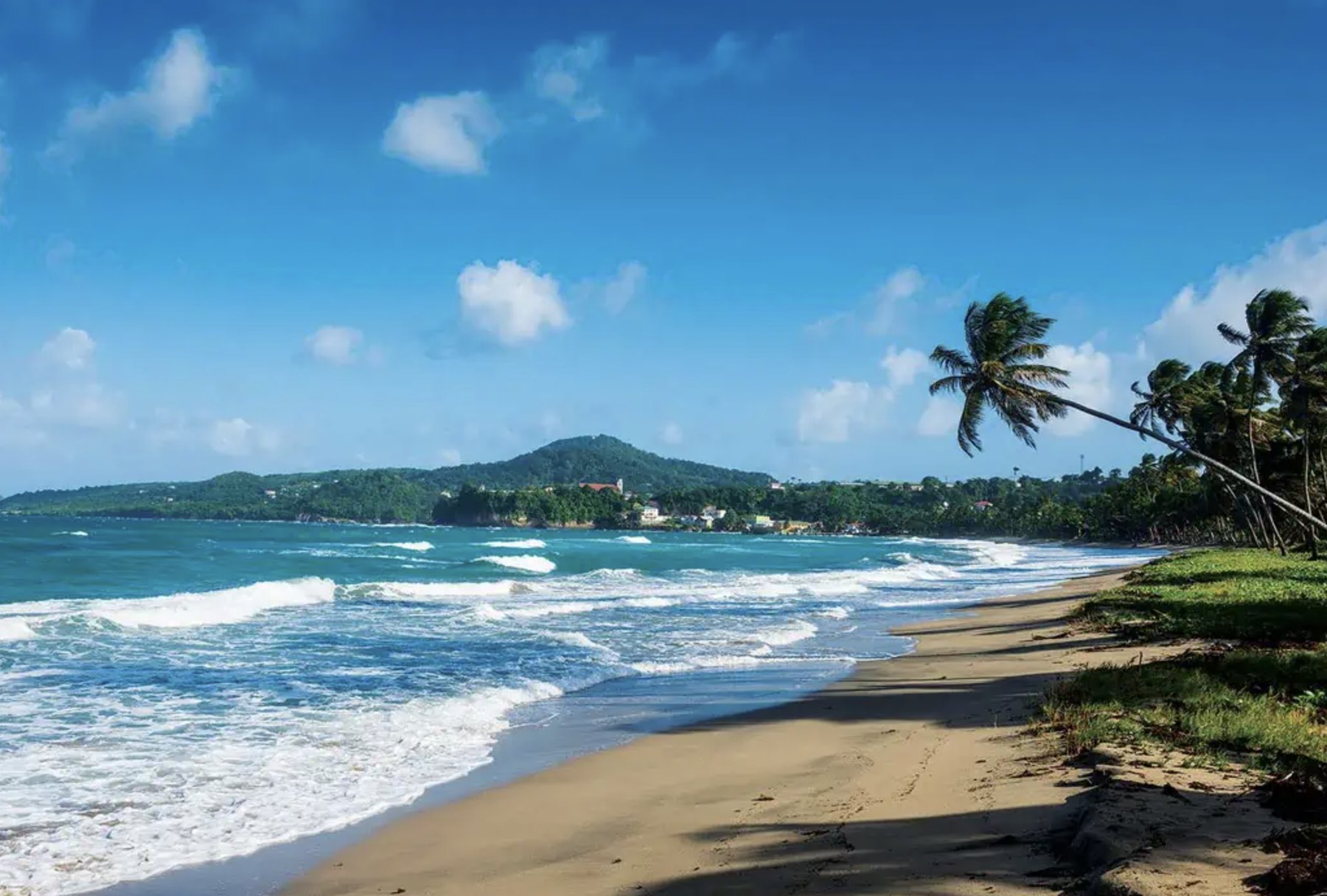 Wind-bent coconut palms over an empty golden beach with rolling surf and a green headland